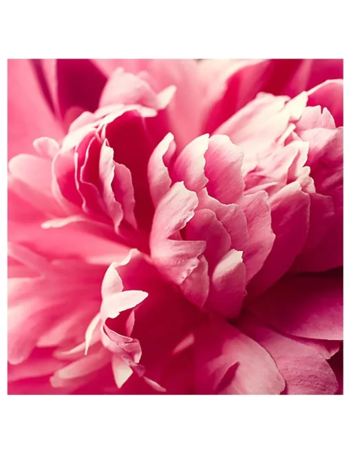 Cabotine Rose