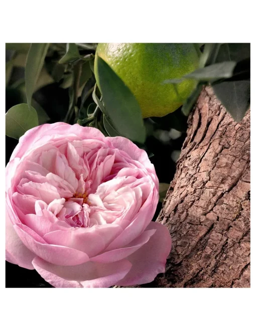 Perfumerías Coqueteo | Chloé Rose Naturelle Intense Recarga EDP
