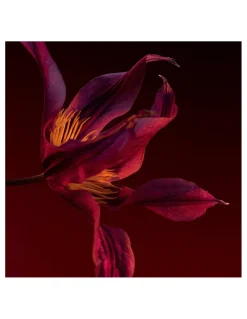 Hugo Boss | Boss The Scent Elixir Parfum Intense for Her