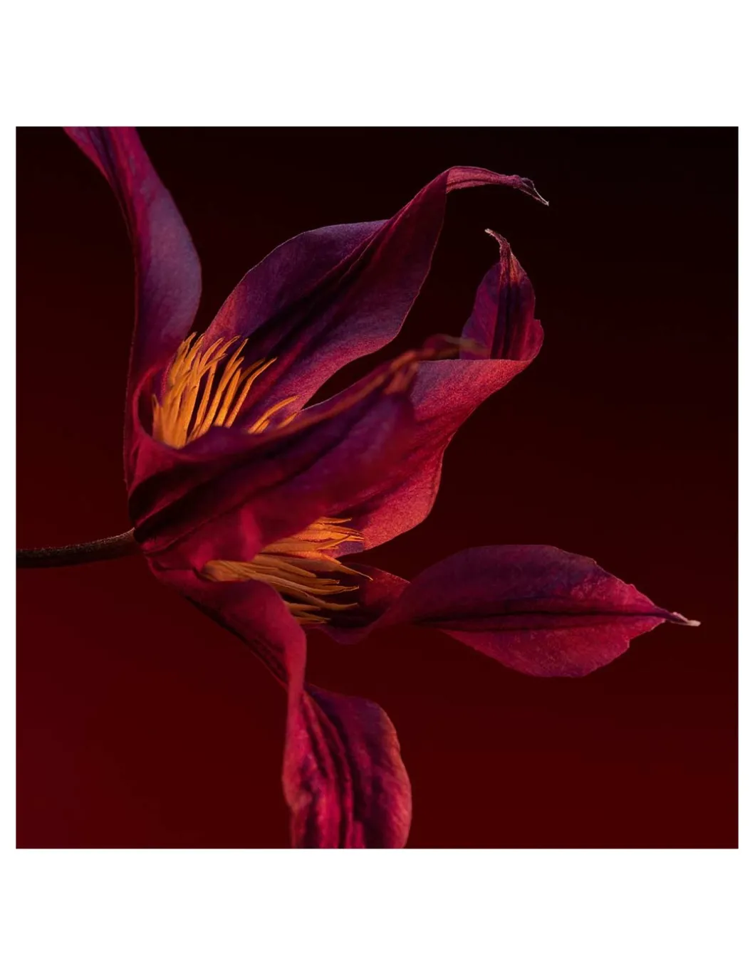 Hugo Boss | Boss The Scent Elixir Parfum Intense for Her