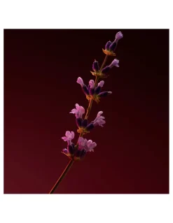 Hugo Boss | Boss The Scent Elixir Parfum Intense for Him