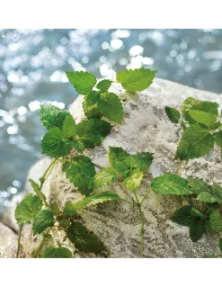 Light Blue Pour Homme