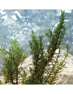 Light Blue Pour Homme