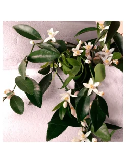 Perfumerías Coqueteo | Dolce&Gabbana Devotion EDP Intense