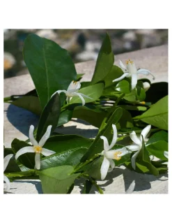 Perfumerías Coqueteo | Dolce&Gabbana Devotion EDP