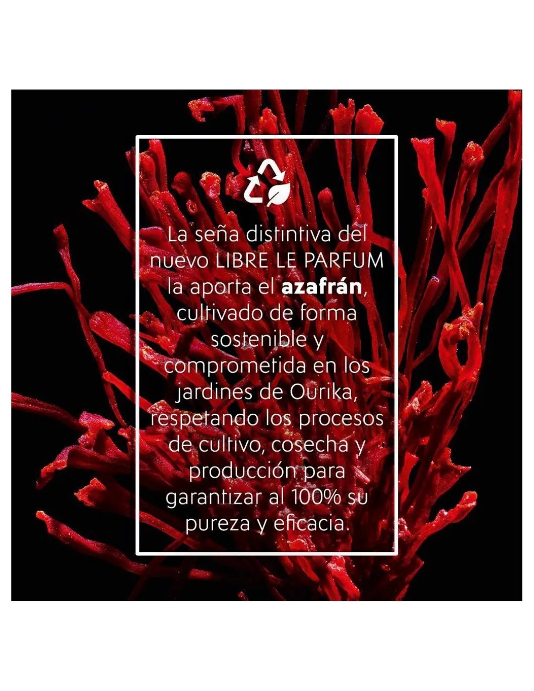 Perfumerías Coqueteo | YSL Libre Le Parfum EDP