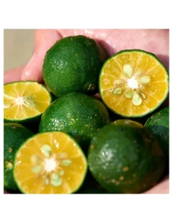 Waso Shikulime Gel To Oil Cleanser